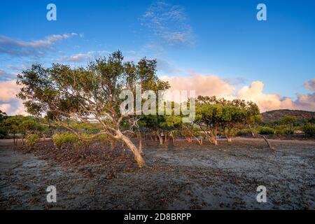 Pneumatophores or aerial roots rising from mudflat around grey mangrove at low tide, Clairview Central Queensland, Australia Stock Photo