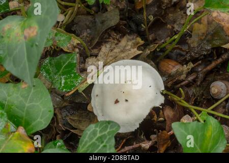 The sweetbread mushroom or clitopilus prunulus growing in a very damp forest in France. Stock Photo