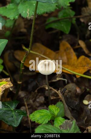 The common bonnet mushroom or mycena galericulata growing in fall woodland. Stock Photo