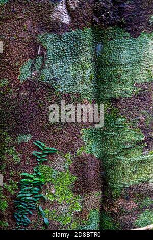 Colourful lichens growing on tree trunk Stock Photo