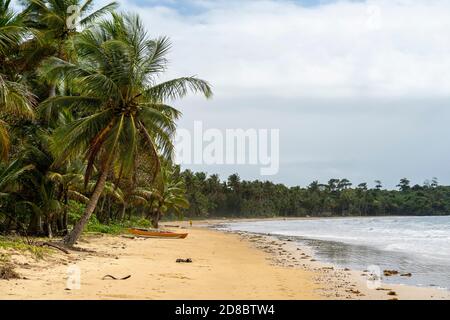Palm tree lining shoreline at Mission Beach on cloudy day, North Queensland, Australia Stock Photo