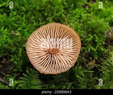 The gills of  the deceiver mushroom or Laccaria laccata Stock Photo