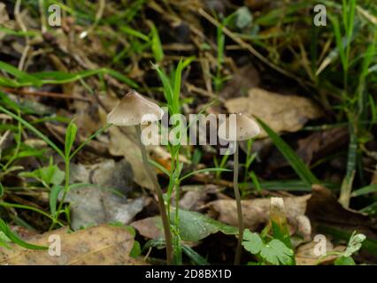 A pair of fairy bonnet or mycena galericulata mushrooms on a damp forest floor. Stock Photo