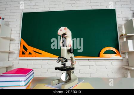 Banner of knowledge and education concept, copy space text on blackboard. Funny white rat sitting on microscope. Stock Photo