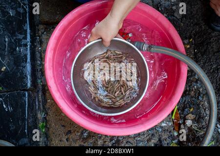 Hanoi, Vietnam. 23rd Oct, 2020. Palolo worms from the sea are washed before they are processed into worm omelettes. On Hang Chieu Street in the Old Quarter of Hanoi, which is also popular with tourists, the egg dish called 'Cha Ruoi' is sold as street food. (to dpa 'Worm omelette' - Vietnam's most slippery treat') Credit: Chris Humphrey/dpa/Alamy Live News Stock Photo