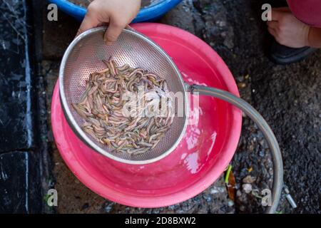 Hanoi, Vietnam. 23rd Oct, 2020. Palolo worms from the sea are washed before they are processed into worm omelettes. On Hang Chieu Street in the Old Quarter of Hanoi, which is also popular with tourists, the egg dish called 'Cha Ruoi' is sold as street food. (to dpa 'Worm omelette' - Vietnam's most slippery treat') Credit: Chris Humphrey/dpa/Alamy Live News Stock Photo