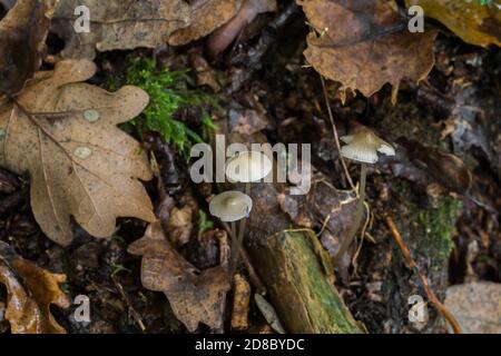 The small fairy helmet or mycena galericulata growing in deep leaf-litter. Stock Photo