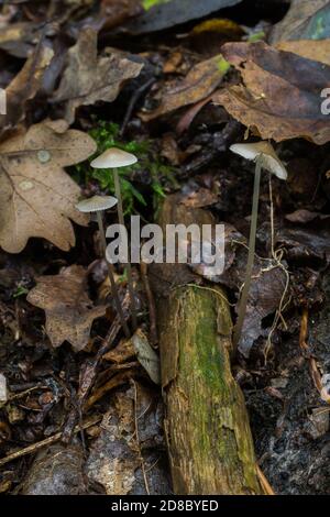 The common bonnet or mycena galericulata with their long stems, growing either side of a fallen branch. Stock Photo