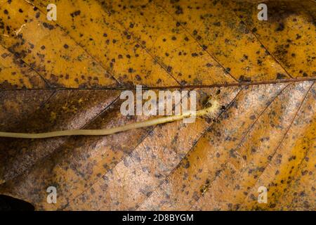 Part of the stem and mycelium of the mycena galericulata or fairy helmet mushroom, resting on a leaf. Stock Photo