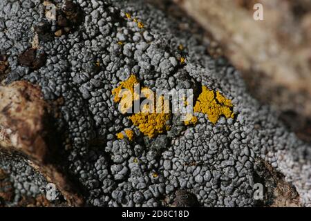 Lichen are thallophytic plantlike organisms that consist of a symbiotic association of algae or cyanobacteria and fungi. Lichens are found worldwide. Stock Photo