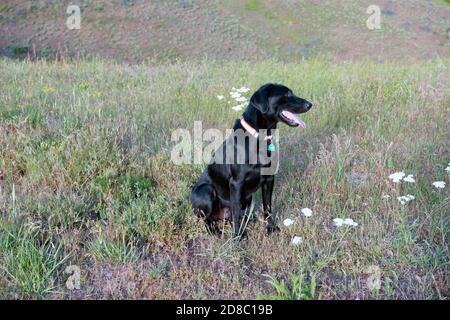 Black Labrador retriever sitting on a grassy hillside Stock Photo