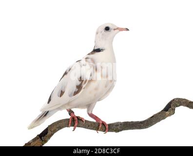 African collared dove in front of white background Stock Photo