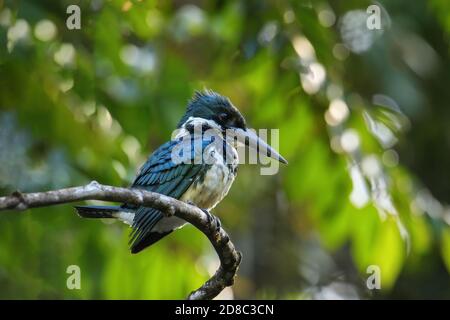 Female Amazon kingfisher (Chloroceryle amazona) perched in a tree, Costa Rica