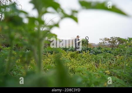 Beijing, China's Hebei Province. 28th Oct, 2020. Villager Li Sanping promotes local specialities through live streaming in the field at Dakang Village of Chaiguan Township in Shahe City, north China's Hebei Province, Oct. 28, 2020. Credit: Mu Yu/Xinhua/Alamy Live News Stock Photo