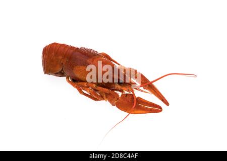 Crayfish, boiled, cooked, red on white background Stock Photo