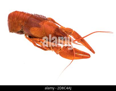 Crayfish, boiled, cooked, red on white background Stock Photo