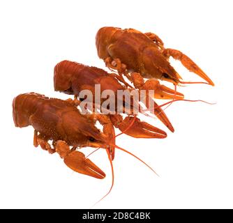 Three crayfish, cooked, red, on a white background, isolated Stock Photo