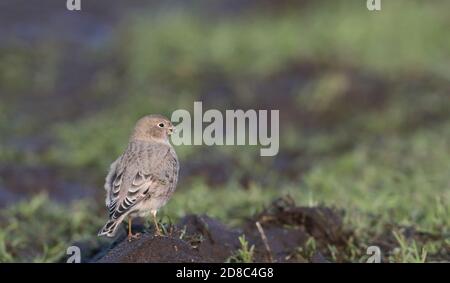Mongolian finch, foraging on ground Stock Photo - Alamy