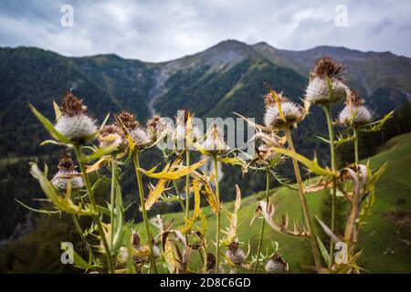 thistle by the wayside, mountain flowers, alpine herbs Stock Photo