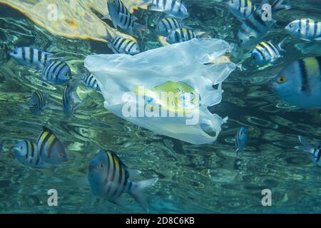 Plastic pollution, Close-up of white plastic bag with yellow smiley slowly drifting under surface of water with school of tropical fish. Stock Photo