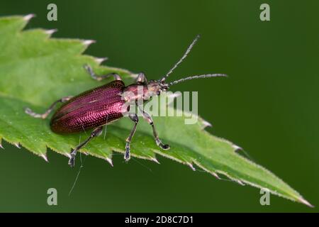 Seidiger Rohrkäfer, Rohrkäfer, Plateumaris sericea, reed beetle, reed-beetle, reed beetles Stock Photo