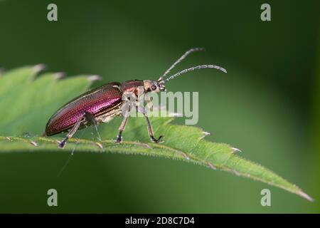 Seidiger Rohrkäfer, Rohrkäfer, Plateumaris sericea, reed beetle, reed-beetle, reed beetles Stock Photo