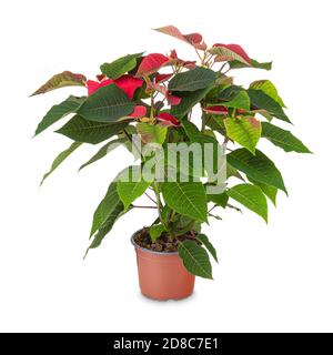 Poinsettia flower in pot Stock Photo