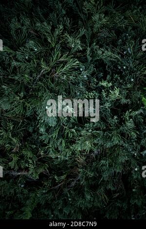 Detailed Christmas tree branches background. Nature New Year concept. Stock Photo