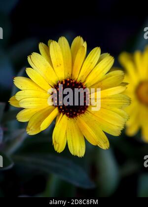 A beautiful yellow Calendula flower in closeup. The middle of the flower is orange and black and the background is dark green. Stock Photo