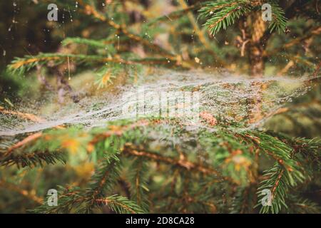 spider web with dew on the branches of a tree Stock Photo