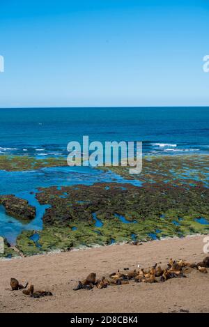 panoramic view of the beach near Puerto Madryn in Valdes Peninsula in northern Patagonia, Argentina. Sea Lions and Magellanic penguins dwelling in a n Stock Photo