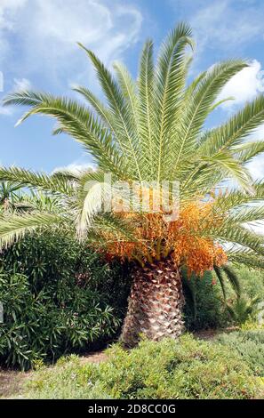 Phoenix dactylifera (Date Palm)