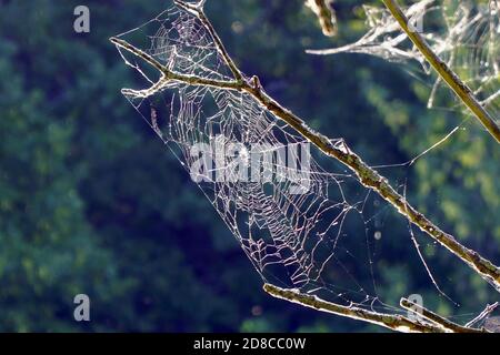 Spider web on tree branches Stock Photo