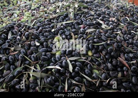 Harvested olives on the press hopper of olive oil mill located in the outskirts of Athens in Attica, Greece. Stock Photo