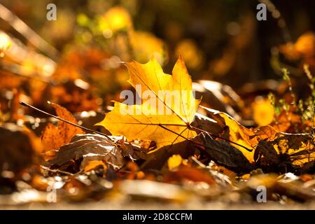 Autumn leaf lies on the ground beautiful bright photo with bokeh Stock Photo