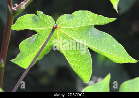 Cotton plant leaf in the field Stock Photo