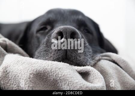 Black Labrador Dog Sleeping. Focus on Rhinarium Snout and Gray Beard Stock Photo