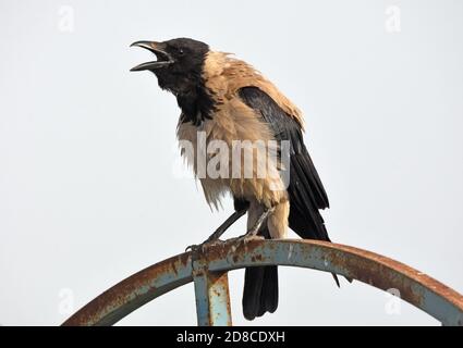 hooded crow (Corvus cornix) calls Stock Photo