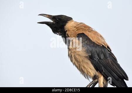 hooded crow (Corvus cornix) calls Stock Photo
