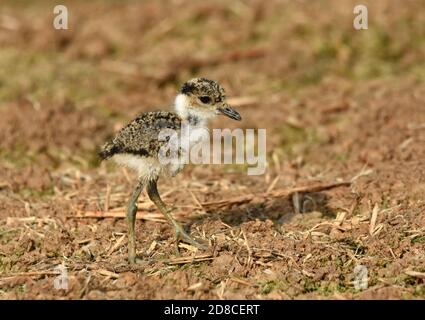 Spur-winged plover chick exploring the big world Stock Photo