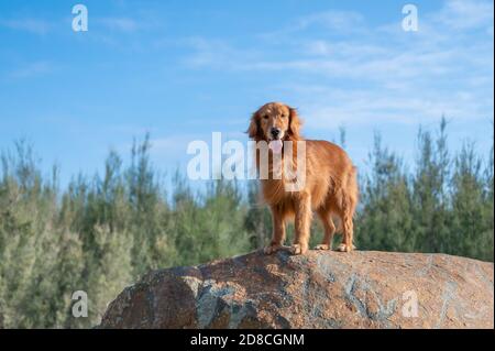 Golden retriever standing on the rock Stock Photo