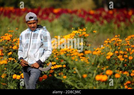 Copandaro, Mexico. 28th Oct, 2020. COPANDARO, MEXICO - OCTOBER 28: Farmers harvest the marigold (cempasuchil), which were planted in mid-June so that they can be harvested at the end of October, where it reaches maturity with flowers and is ready for distribution in the markets. Cempasuchil flower is one of the most representative plants in Mexico. It is widely used on the day of the dead to decorate offerings. on October 28, 2020 in Copandaro, Mexico. Credit: Carlos Guzman/Eyepix Group/The Photo Access Credit: The Photo Access/Alamy Live News Stock Photo