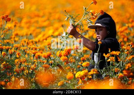 Copandaro, Mexico. 28th Oct, 2020. COPANDARO, MEXICO - OCTOBER 28: Farmers harvest the marigold (cempasuchil), which were planted in mid-June so that they can be harvested at the end of October, where it reaches maturity with flowers and is ready for distribution in the markets. Cempasuchil flower is one of the most representative plants in Mexico. It is widely used on the day of the dead to decorate offerings. on October 28, 2020 in Copandaro, Mexico. Credit: Carlos Guzman/Eyepix Group/The Photo Access Credit: The Photo Access/Alamy Live News Stock Photo