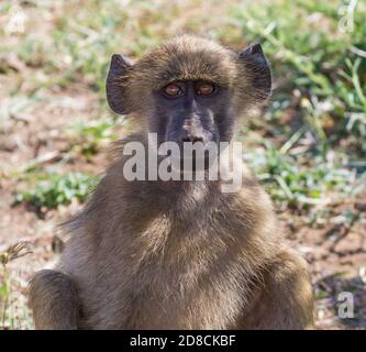 Cute young chacma baboon smiling closeup portrait in Kruger National Park, South Africa with bokeh background Stock Photo