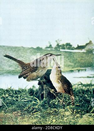 The marsh wren (Cistothorus palustris) is a small North American songbird of the wren family. It is sometimes called the long-billed marsh wren From Birds : illustrated by color photography : a monthly serial. Knowledge of Bird-life Vol 1 No 4 April 1897 Stock Photo