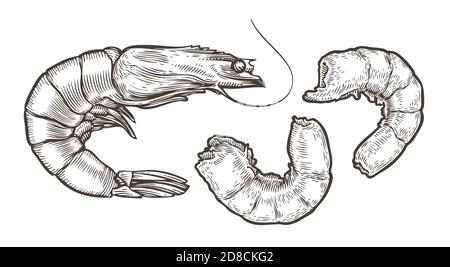 how to draw a shrimp  how to draw a shrimp step by step  shrimp drawing  for kids  YouTube