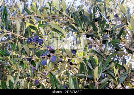 Olives of Manaki variety on olive tree branch in the outskirts of Athens in Attica, Greece. Stock Photo