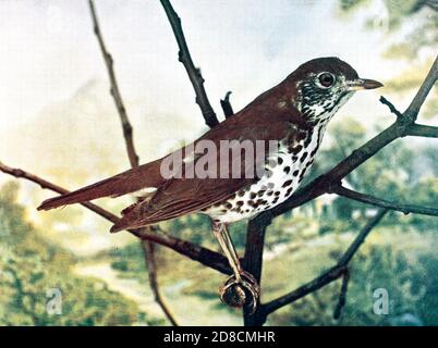 The wood thrush (Hylocichla mustelina [Here as Turdus mustelina]) is a North American passerine bird. It is closely related to other thrushes such as the American robin and is widely distributed across North America, wintering in Central America and southern Mexico. The wood thrush is the official bird of the District of Columbia. From Birds : illustrated by color photography : a monthly serial. Knowledge of Bird-life Vol 1 No 5 May 1897 Stock Photo