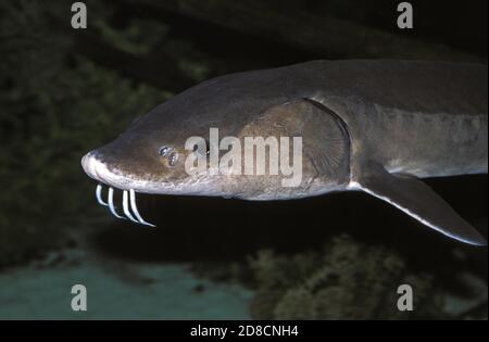 LAKE STURGEON acipenser fulvescens Stock Photo