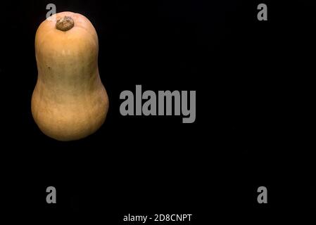 Single isolated butternut squash on black absorbing background with copy space. Single vegetable. Simplicity. Minimalism Stock Photo